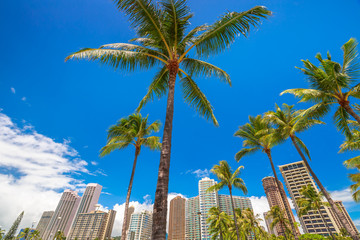Fototapeta na wymiar Honolulu city skyline with palm trees. Hotel and Honolulu skyscrapers in the area of Ala Wai Canal in Oahu, Hawaii.