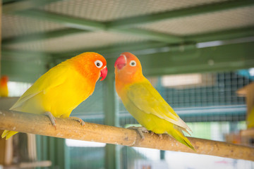 Beautiful bird, Love Bird