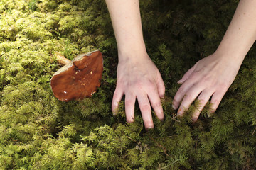 Frau bedeckt den Waldboden mit Moos nach Entfernen des Pilzes