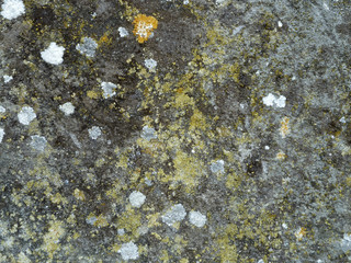 Fungus texture on cement