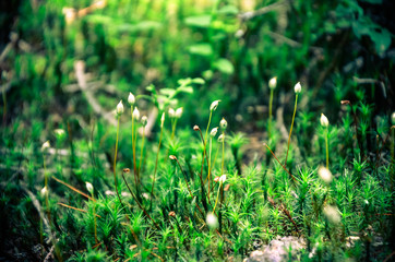 Bright green moss macro shot
