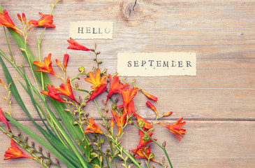 Phrase HELLO SEPTEMBER printed on vintage  paper with  crocosmia flowers © iLight photo
