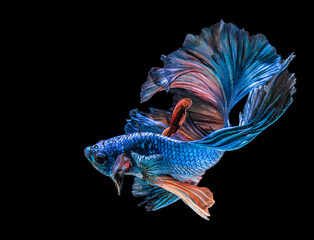 abstrack beautiful of siam Betta fish in thailand