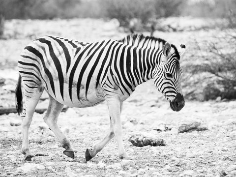 Lonesome zebra walks across dry land and looks very sad. Balck and white image.