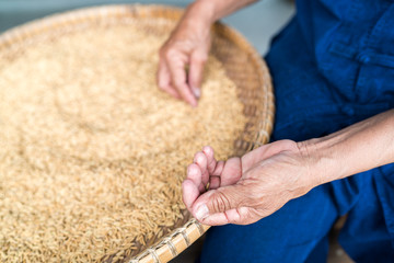 Farmers sit sorting and grain of rice apart.
