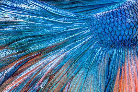 Fototapeta abstract beautiful tail of fish