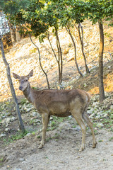 a herd of deer on the farm