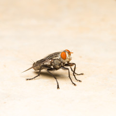 Macro small flies