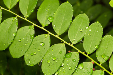 Drops of water perched on branches and leaves.