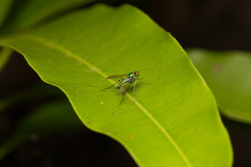 Macro small insects