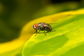 Macro small flies