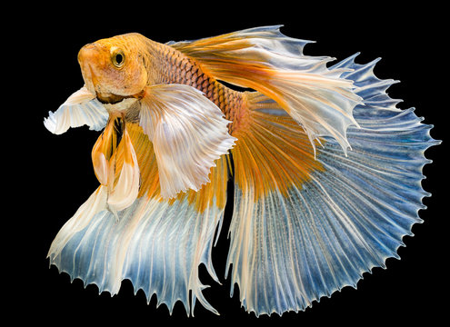 Fototapeta action of yellow fish,siamese fighting fish