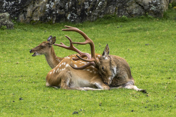 Damwild ruht sich auf einer Wiese aus © zauberblicke