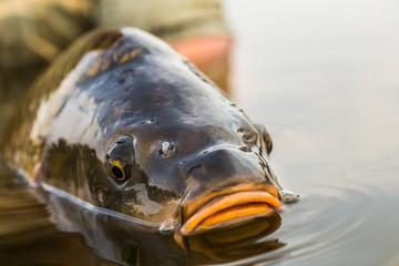 Releasing a mirror carp