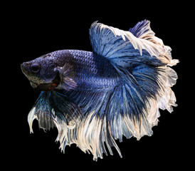beautiful  of siamese fighting fish