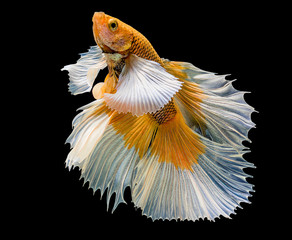 beautiful of  yellow siamese fighting fish
