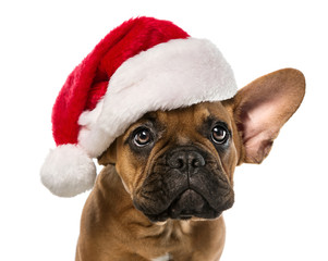 Cute french bulldog with santa claus hat isolated on white background