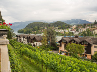 Fototapeta na wymiar Viñas a orillas del lago Thunersee en Suiza OLYMPUS DIGITAL CAMERA