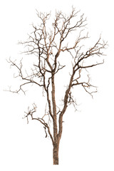 Dead tree or dry tree isolated on white background with clipping path.