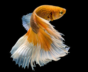 Capture the moving moment of siamese fighting fish - Powered by Adobe
