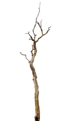 Papier Peint photo Lavable Arbres Dead tree or dry tree isolated on white background with clipping path.