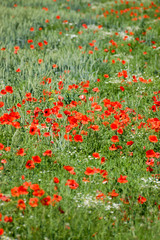 Poppy flowers in a field