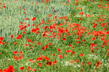 Poppy flowers in a field