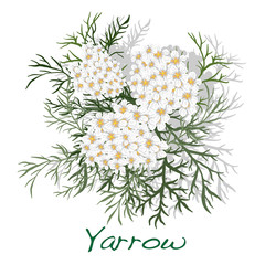Yarrow. Medical Herb. Vector.