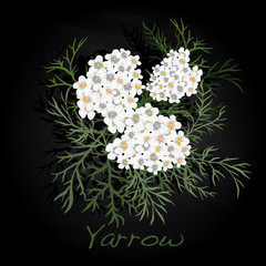Yarrow. Medical Herb. Vector. © bestsellerua