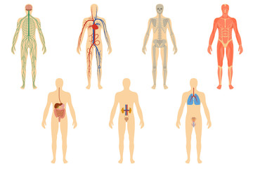 Set of human organs and systems