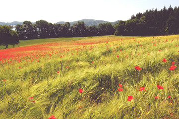 Poppy field in near of volcano Laacher See lake.