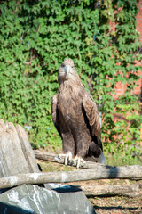 Bird of prey vulture