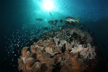 coral life diving Underwater Papua New Guinea Pacific Ocean