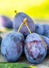 Plums. Blue and violet plums in the garden on wooden table.