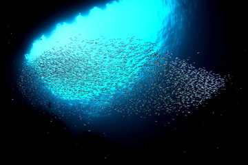 coral life diving Underwater Papua New Guinea Pacific Ocean