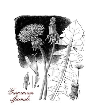 weed used as medical herb or in food preparation (dandelion wine).the yellow flowers turn in round balls od fruits dispersed with the wind known as blowballs or clocks