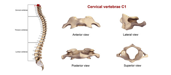 Cervical vertebrae C1