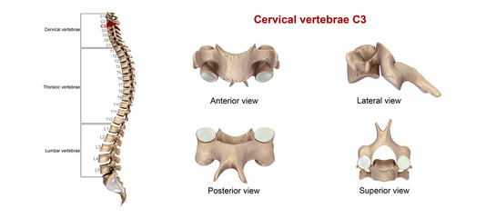Cervical vertebrae C3