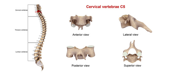 Cervical vertebrae C5 - obrazy, fototapety, plakaty
