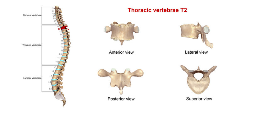 Thoracic vertebrae T02