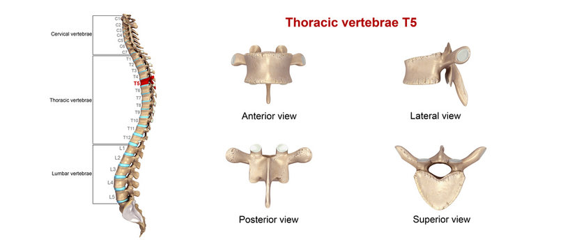 Thoracic vertebrae T05