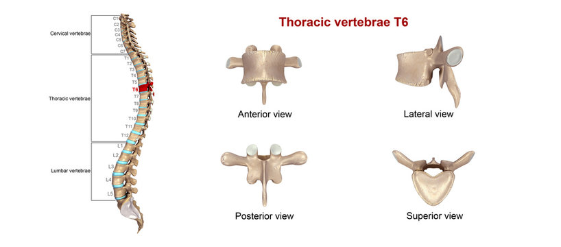 Thoracic vertebrae T06