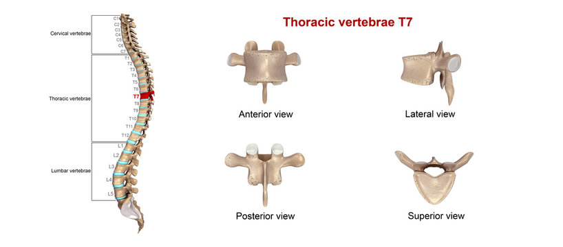 Thoracic vertebrae T07