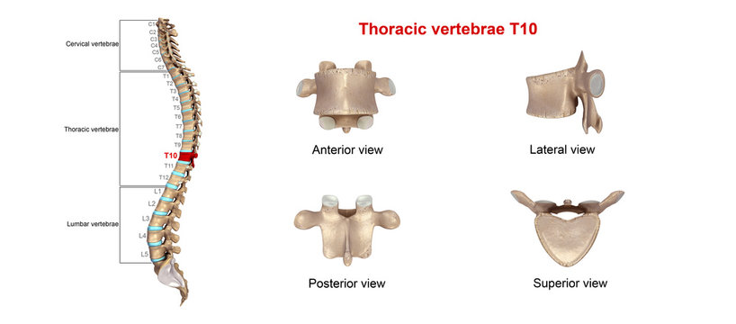 Thoracic vertebrae T10
