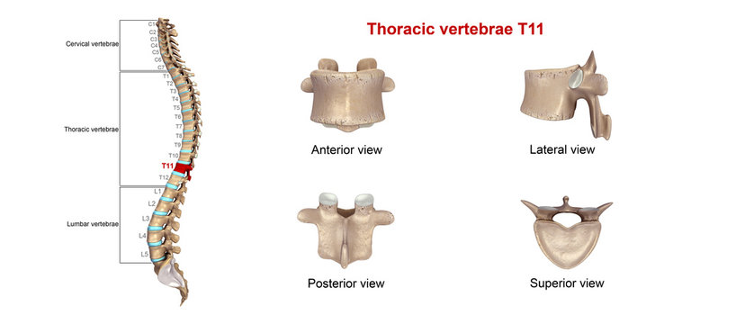 Thoracic vertebrae T11