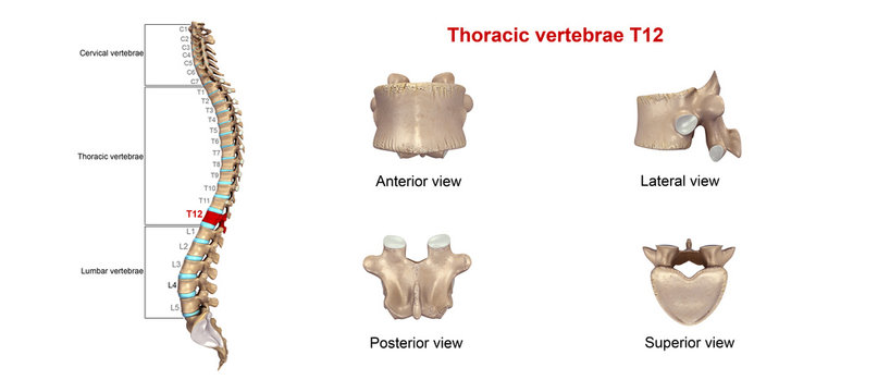 Thoracic vertebrae T12