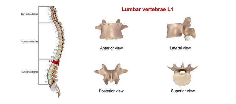 Lumbar vertebrae L1.
