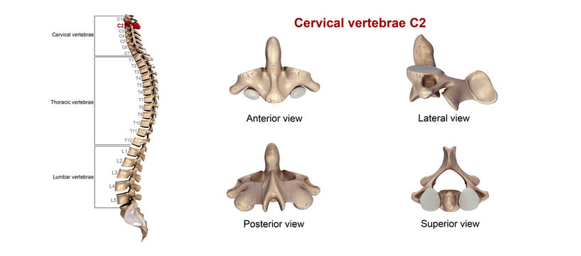 Cervical vertebrae C2