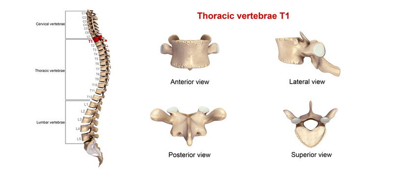 Thoracic vertebrae T01