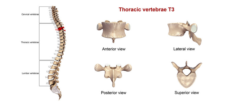 Thoracic vertebrae T03